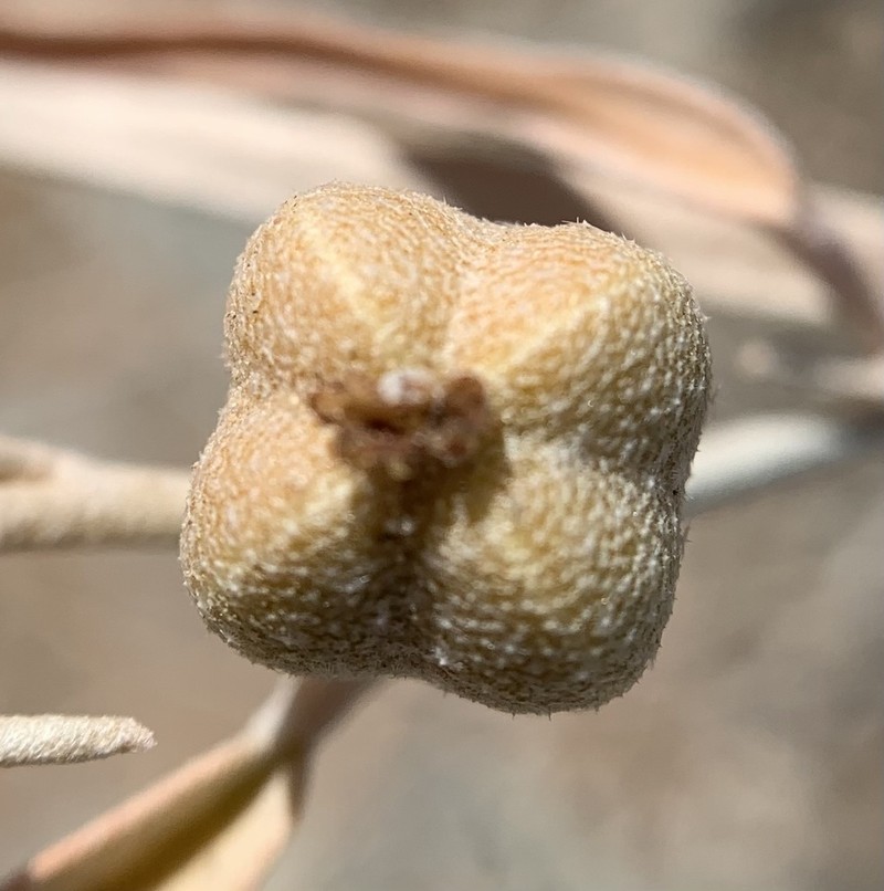 Wiggins' Croton photo 4