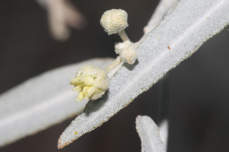 Wiggins' Croton photo 7