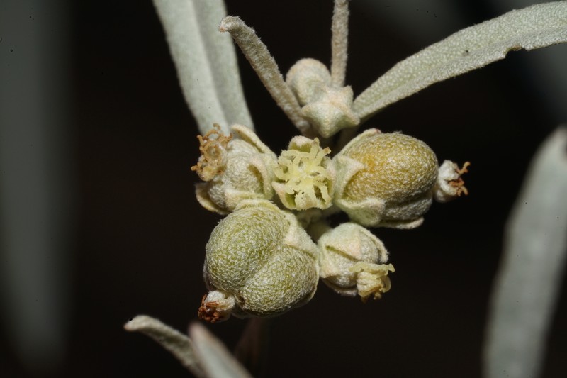 Wiggins' Croton photo 8