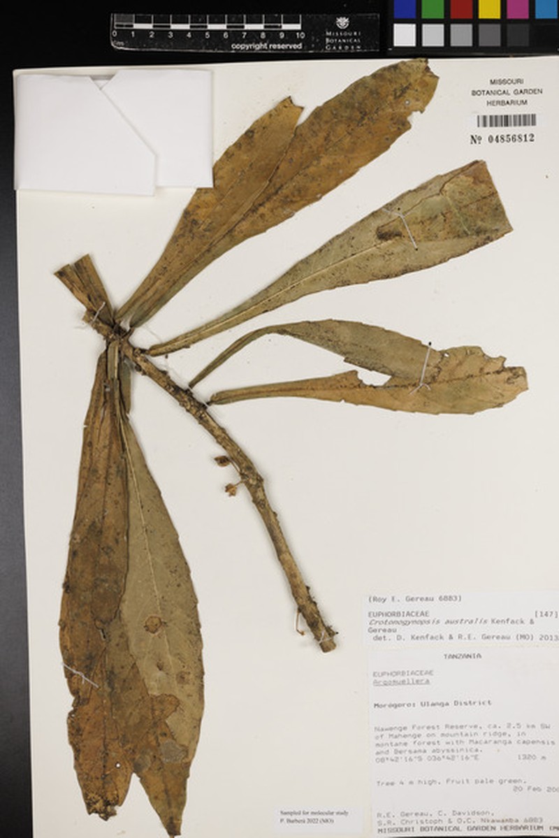 Crotonogynopsis australis