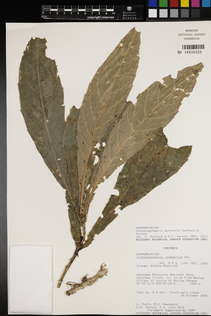 Crotonogynopsis australis photo 2