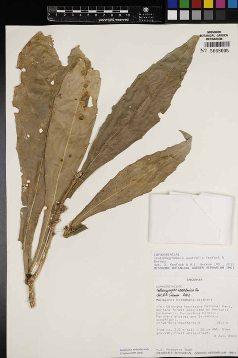 Crotonogynopsis australis photo 3
