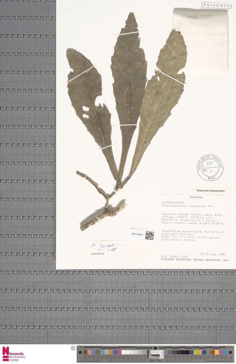 Crotonogynopsis australis photo 4