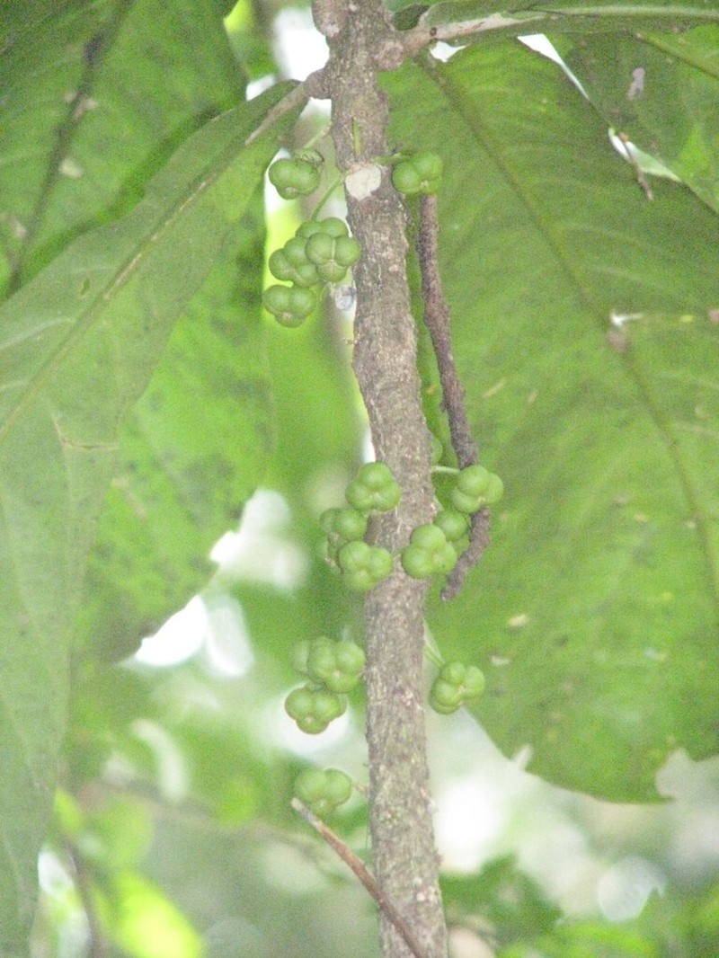 Crotonogynopsis korupensis
