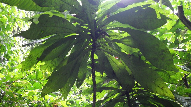 Crotonogynopsis korupensis photo 2
