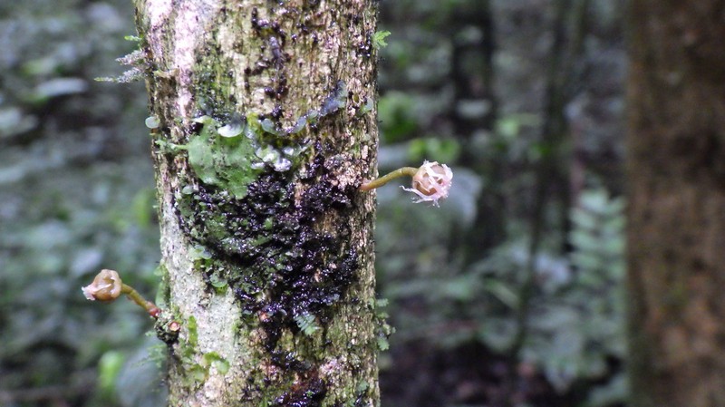 Crotonogynopsis korupensis photo 3