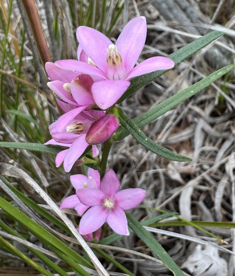 Crowea angustifolia var. angustifolia