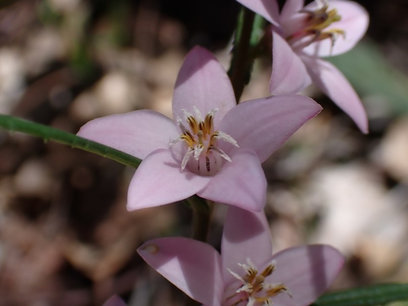 Crowea angustifolia var. angustifolia photo 2
