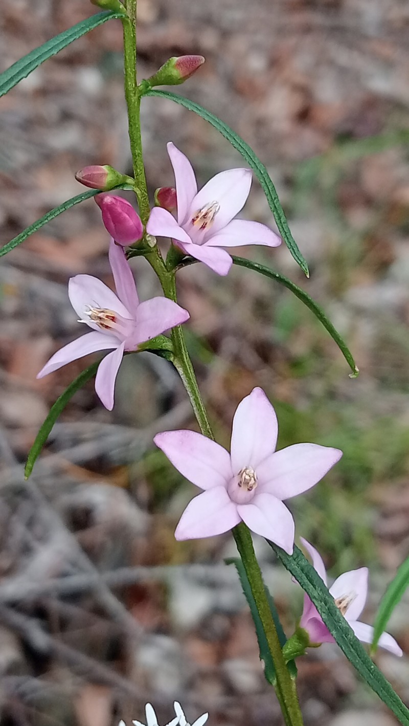 Crowea angustifolia var. angustifolia photo 3
