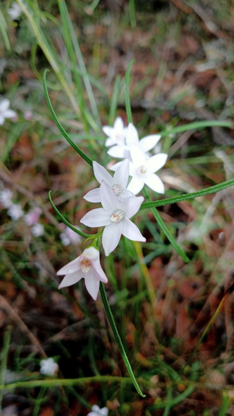 Crowea angustifolia var. angustifolia photo 4