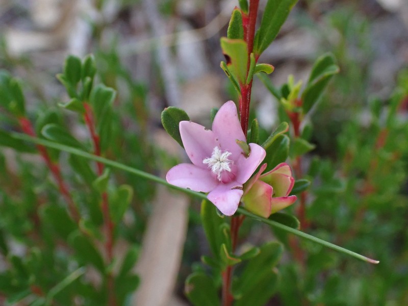 Crowea exalata subsp. exalata