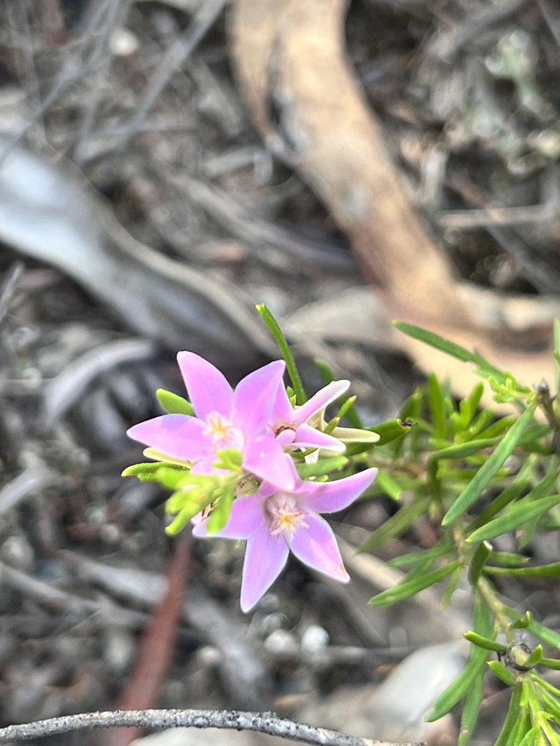 Crowea exalata subsp. exalata photo 2