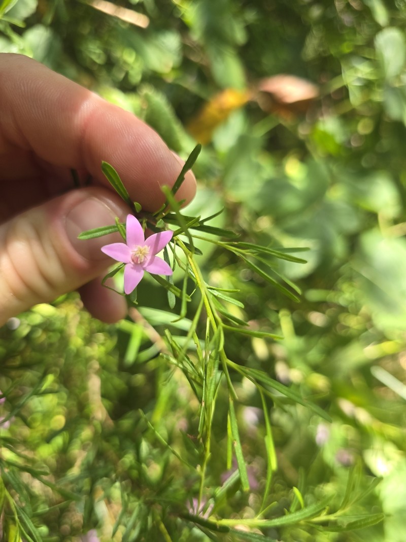 Crowea exalata subsp. exalata photo 3