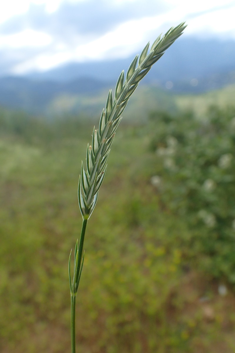 Narrowleaf Crucianella photo 4