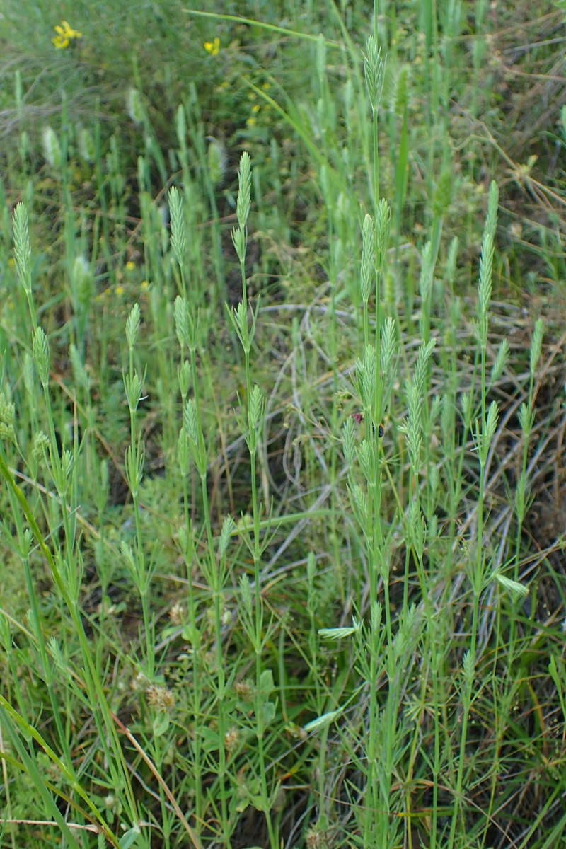 Narrowleaf Crucianella photo 5