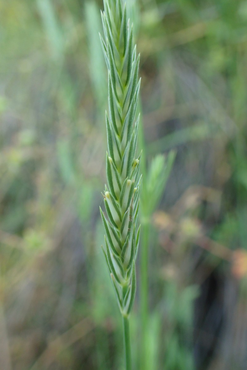Narrowleaf Crucianella photo 6