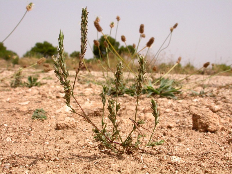 Narrowleaf Crucianella photo 2