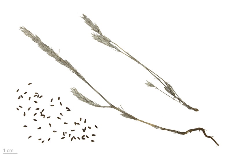 Narrowleaf Crucianella