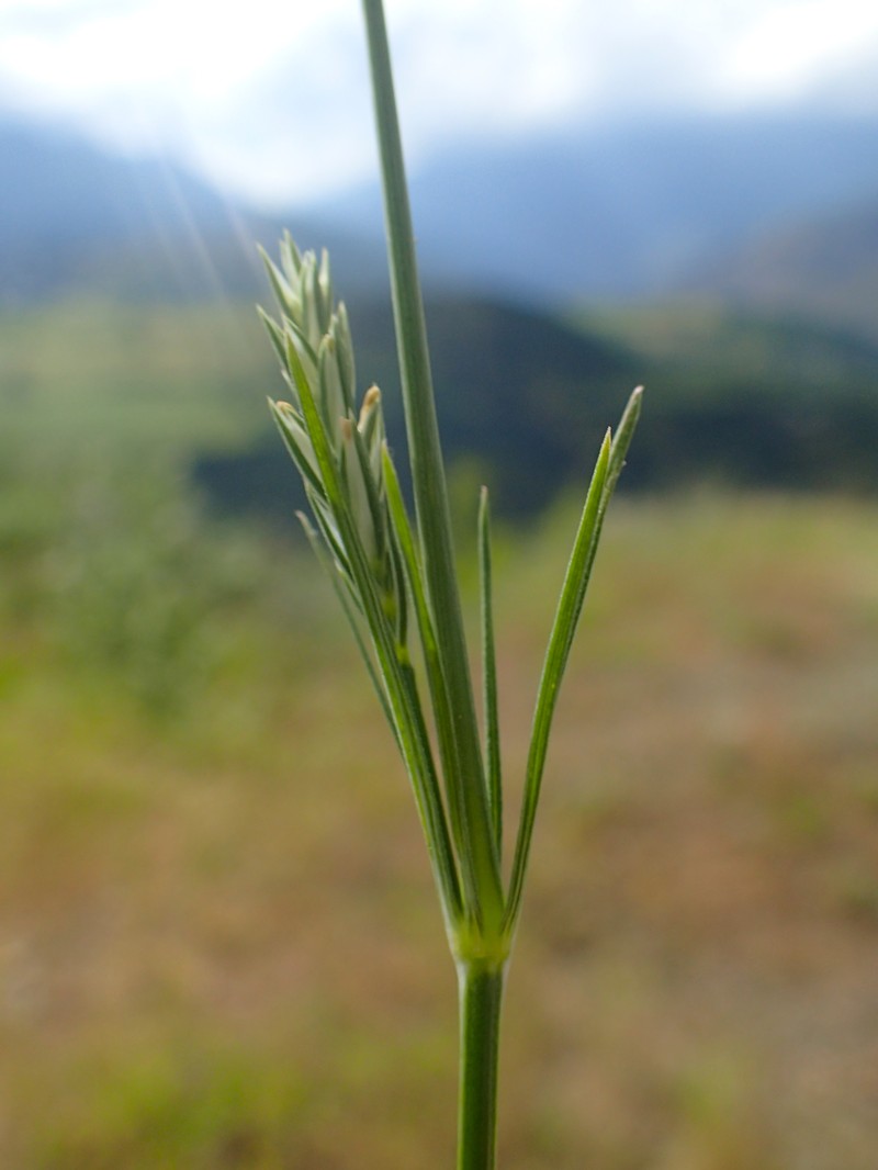 Narrowleaf Crucianella photo 3