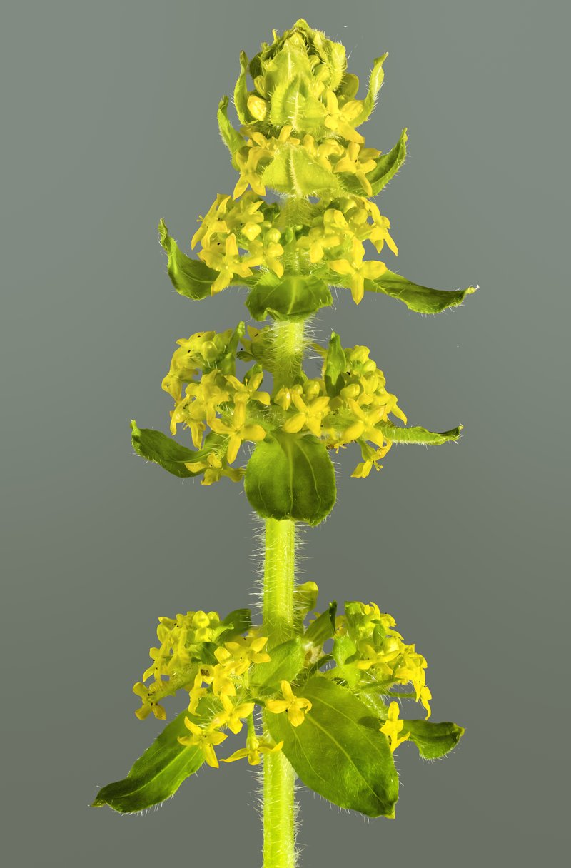 Smooth Bedstraw