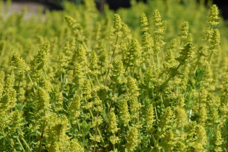 Smooth Bedstraw photo 2