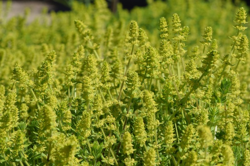 Smooth Bedstraw photo 3