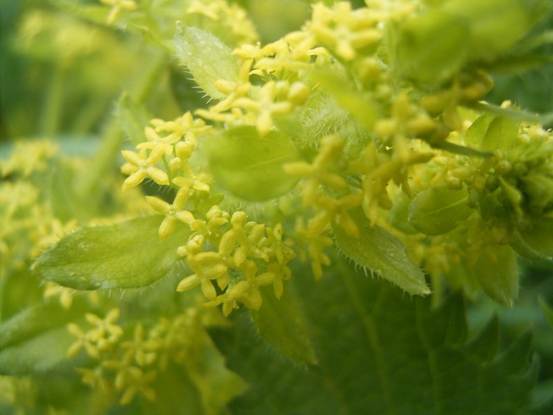 Smooth Bedstraw photo 4