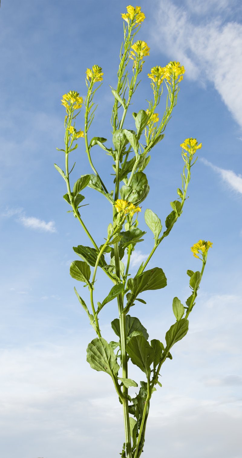 Smooth Bedstraw photo 5