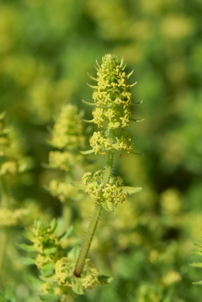 Smooth Bedstraw photo 6