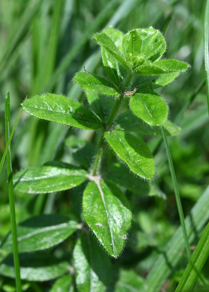 Smooth Bedstraw photo 8