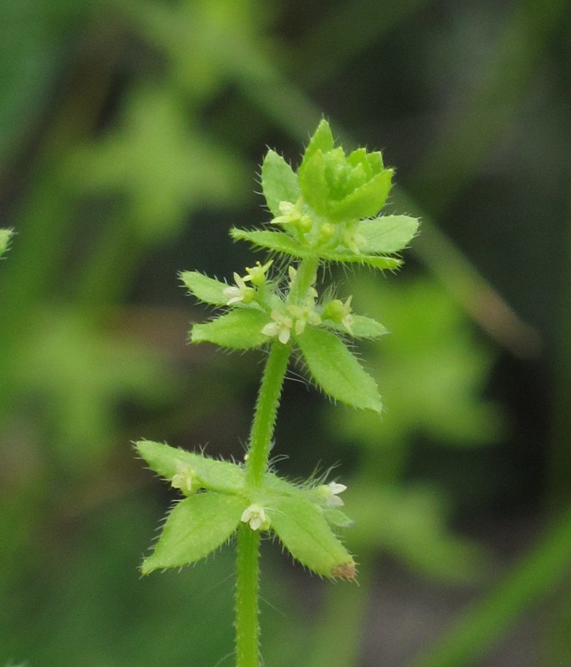 Piedmont Bedstraw