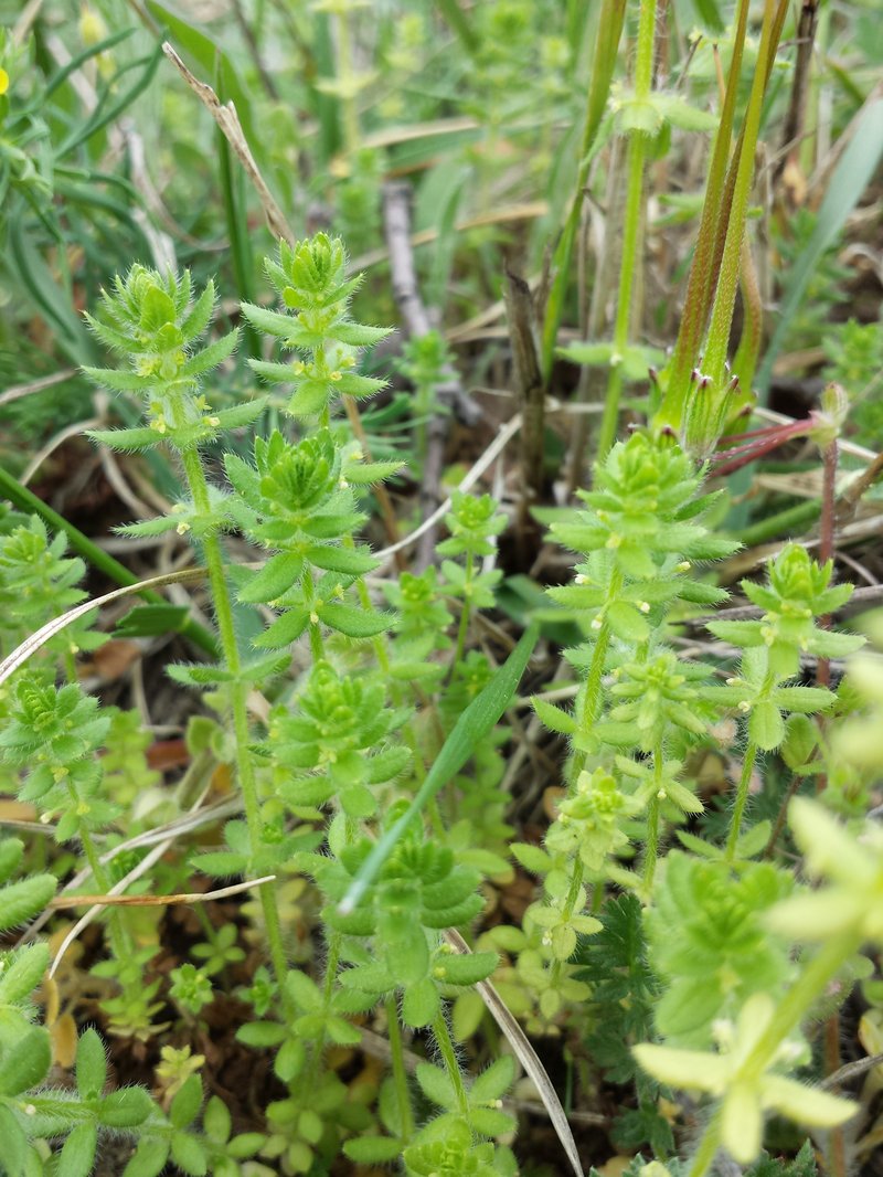 Piedmont Bedstraw photo 3