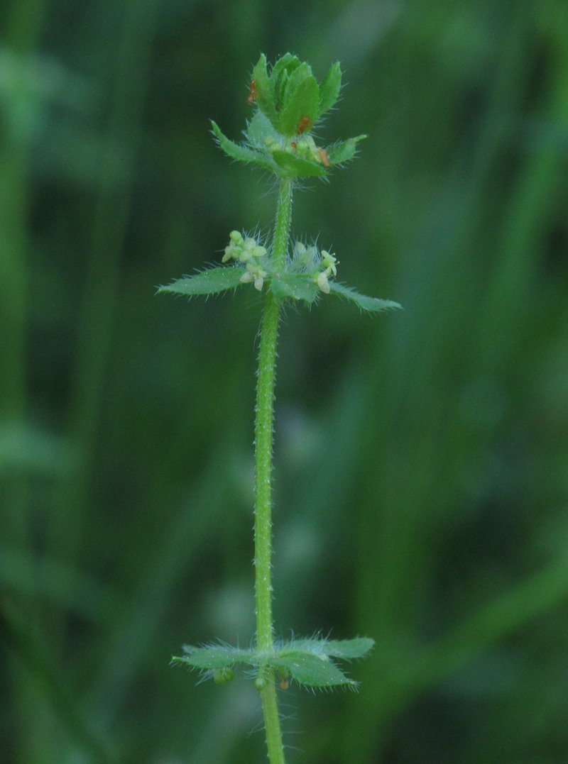 Piedmont Bedstraw photo 4