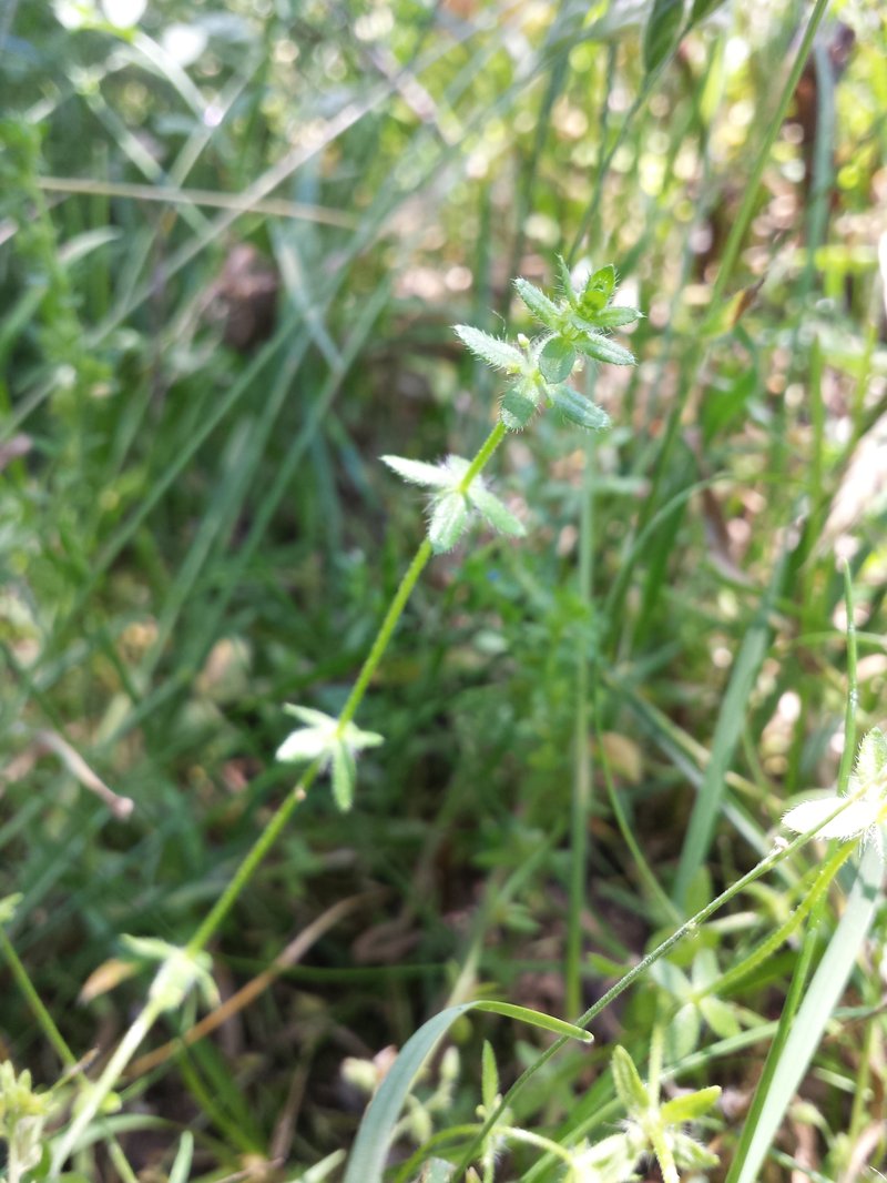Piedmont Bedstraw photo 5