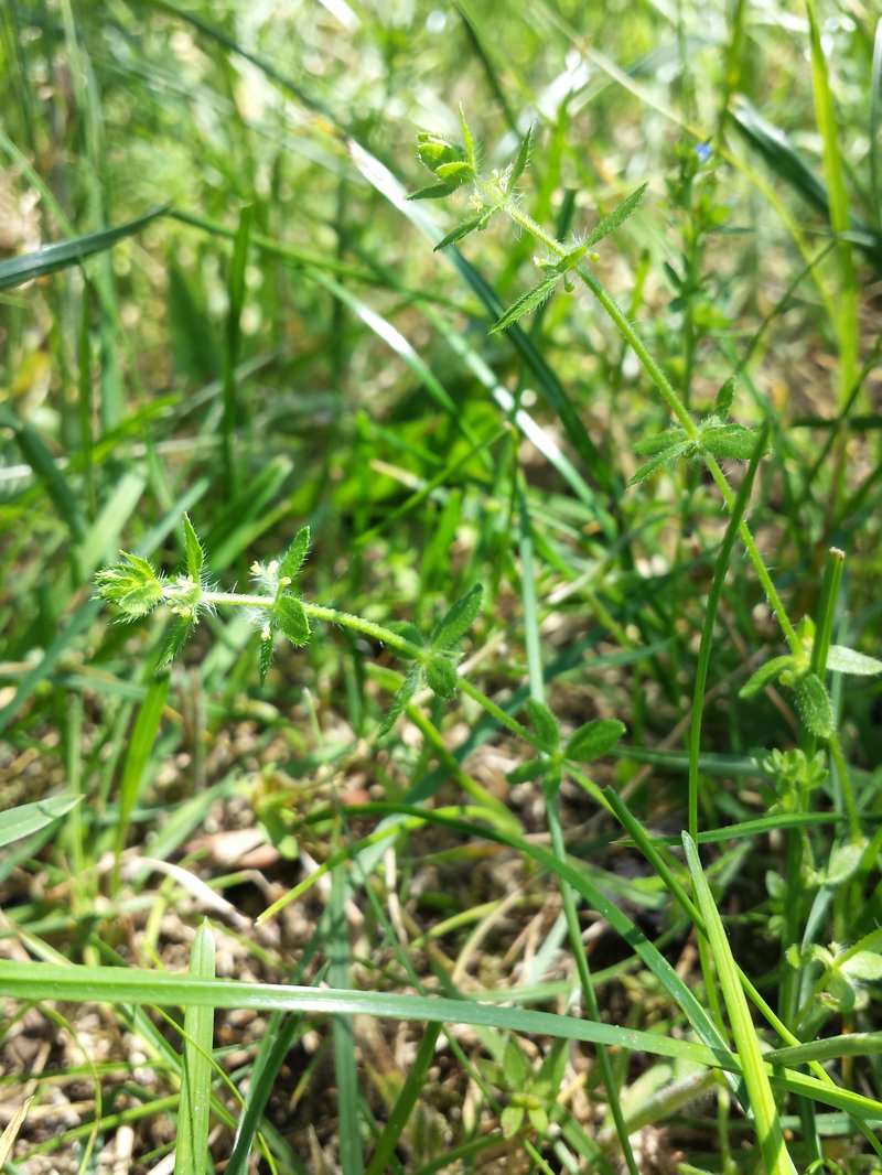 Piedmont Bedstraw photo 6