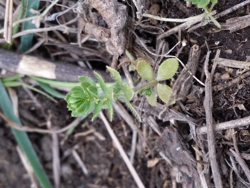 Piedmont Bedstraw photo 7