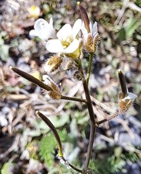 Soft Fissurewort