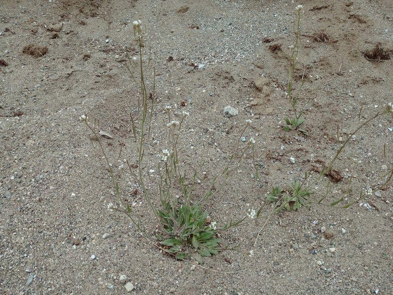 Soft Fissurewort photo 2