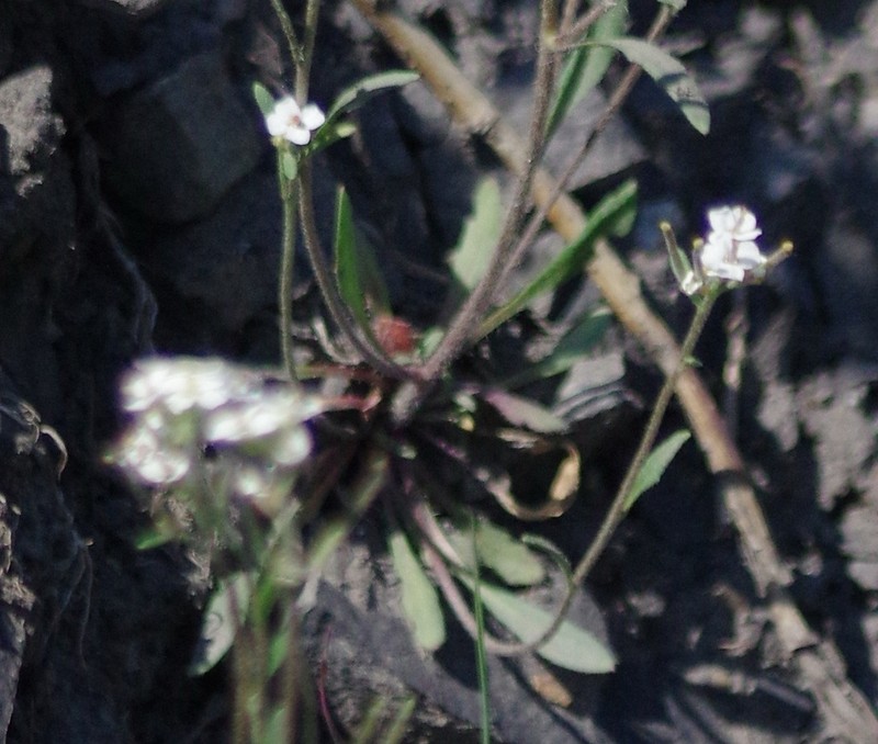 Soft Fissurewort photo 4