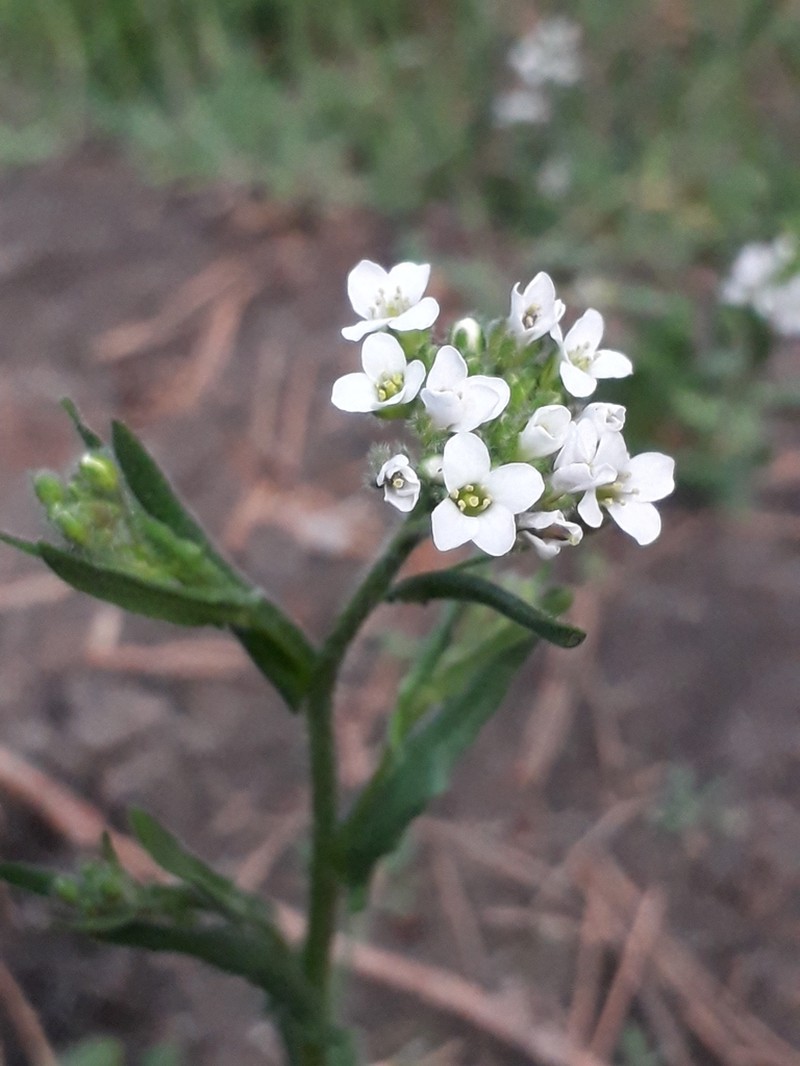 Soft Fissurewort photo 5
