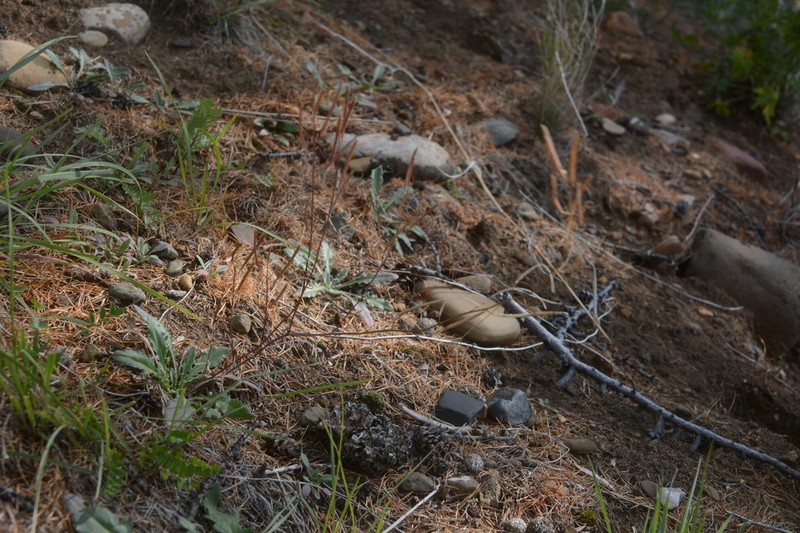 Soft Fissurewort photo 6