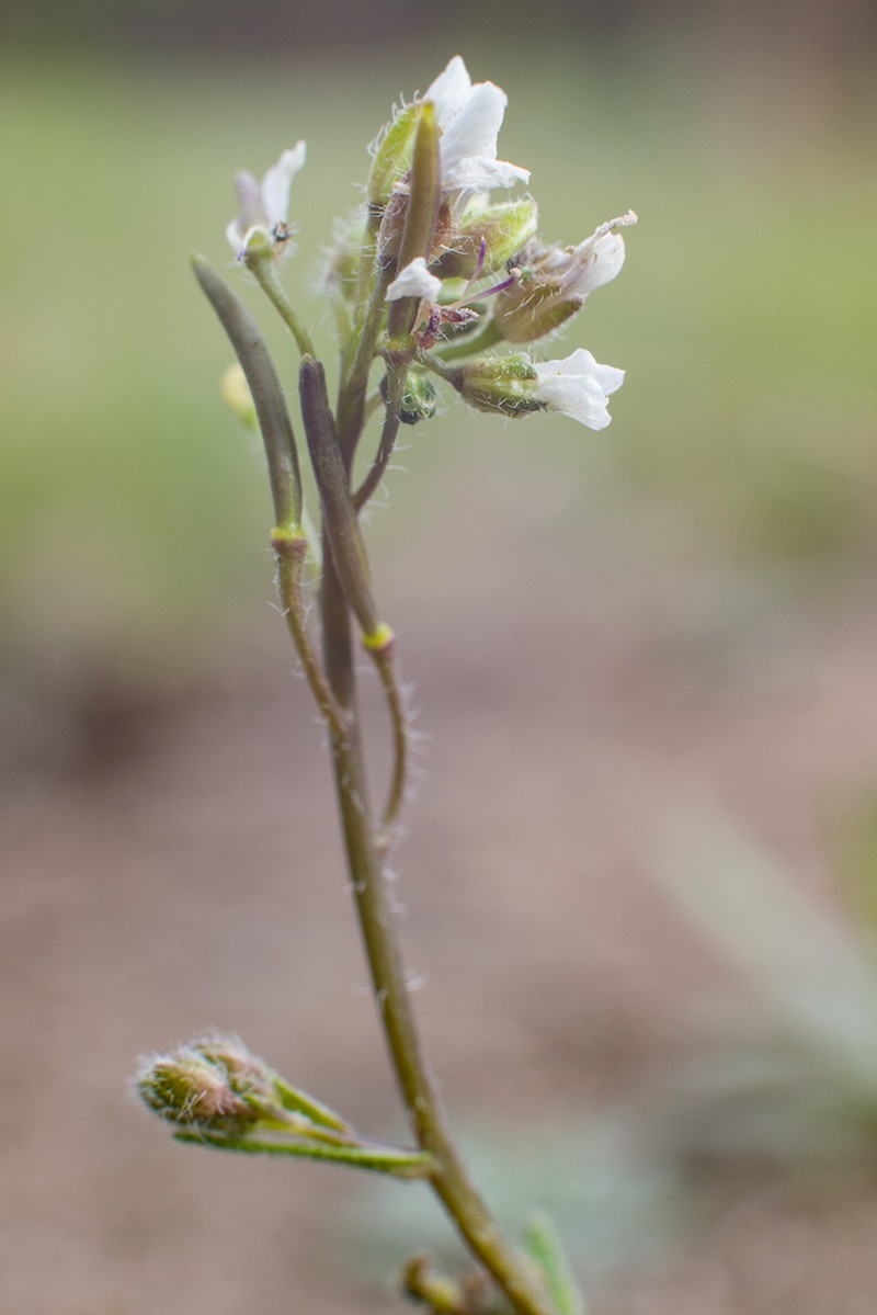 Soft Fissurewort photo 7