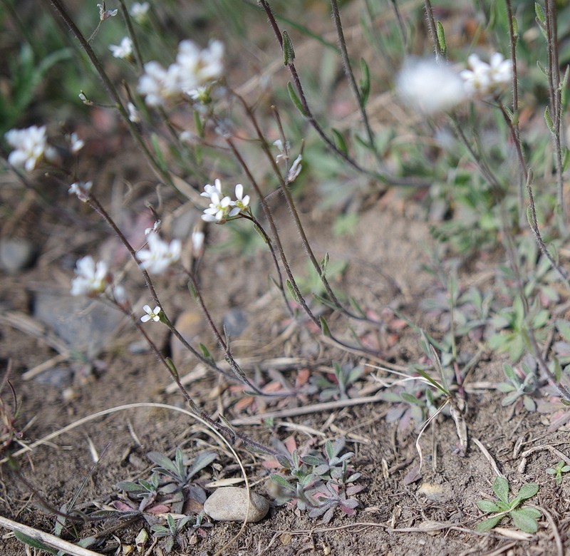 Soft Fissurewort photo 8