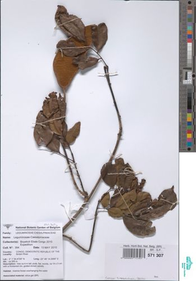 Crudia harmsiana var. harmsiana