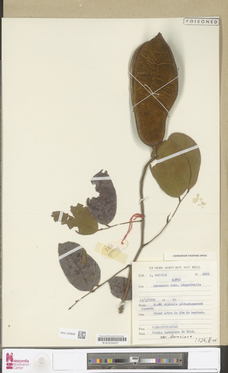 Crudia harmsiana var. harmsiana photo 2