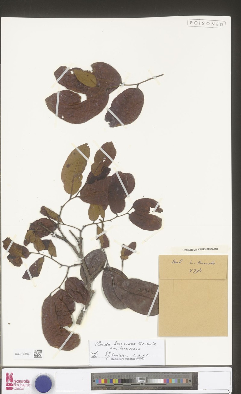 Crudia harmsiana var. harmsiana photo 3