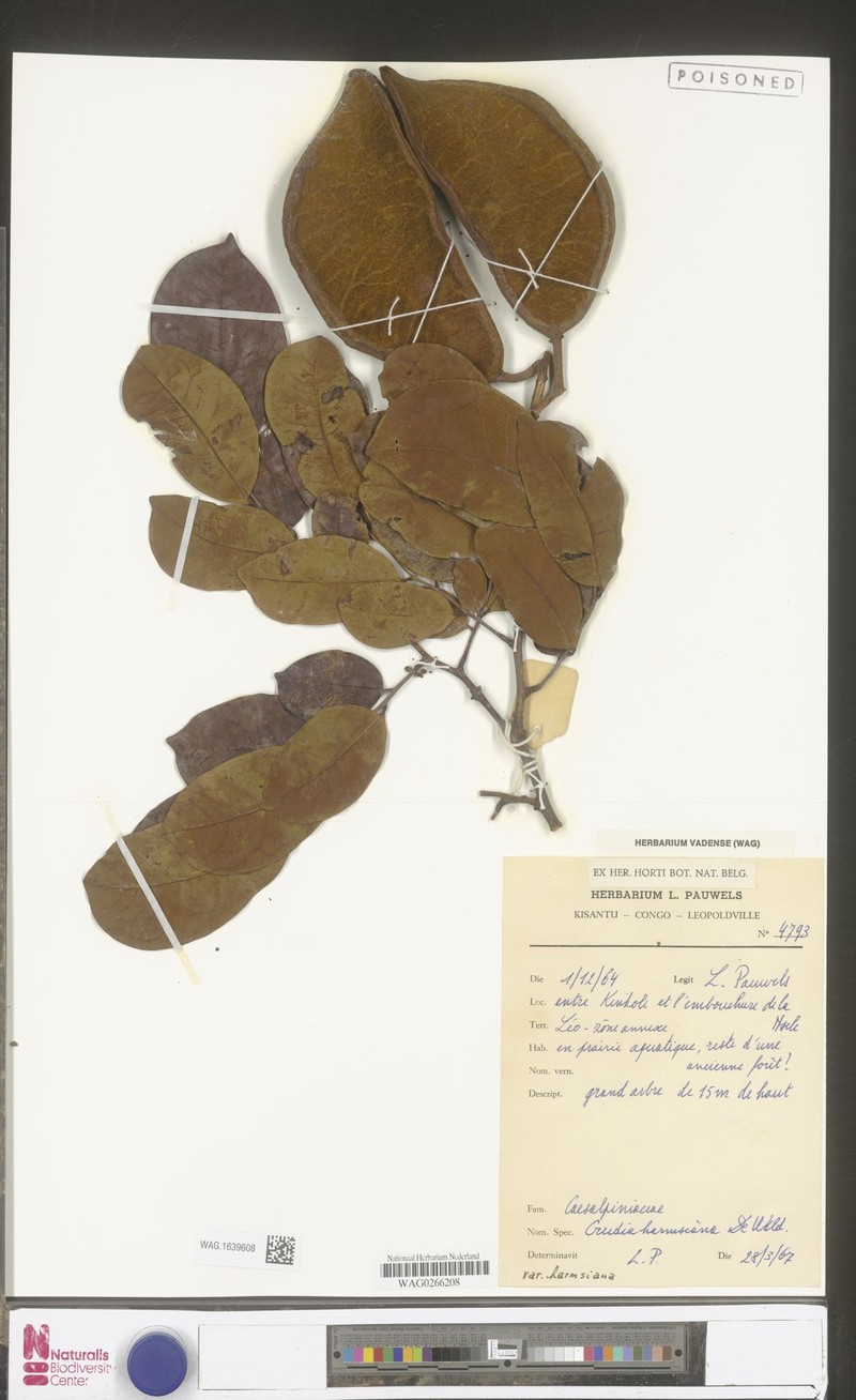 Crudia harmsiana var. harmsiana photo 4
