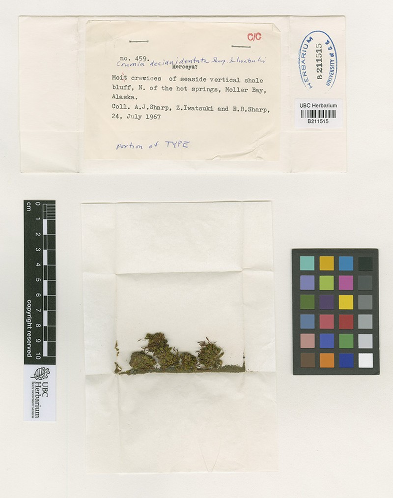 Crumia Moss