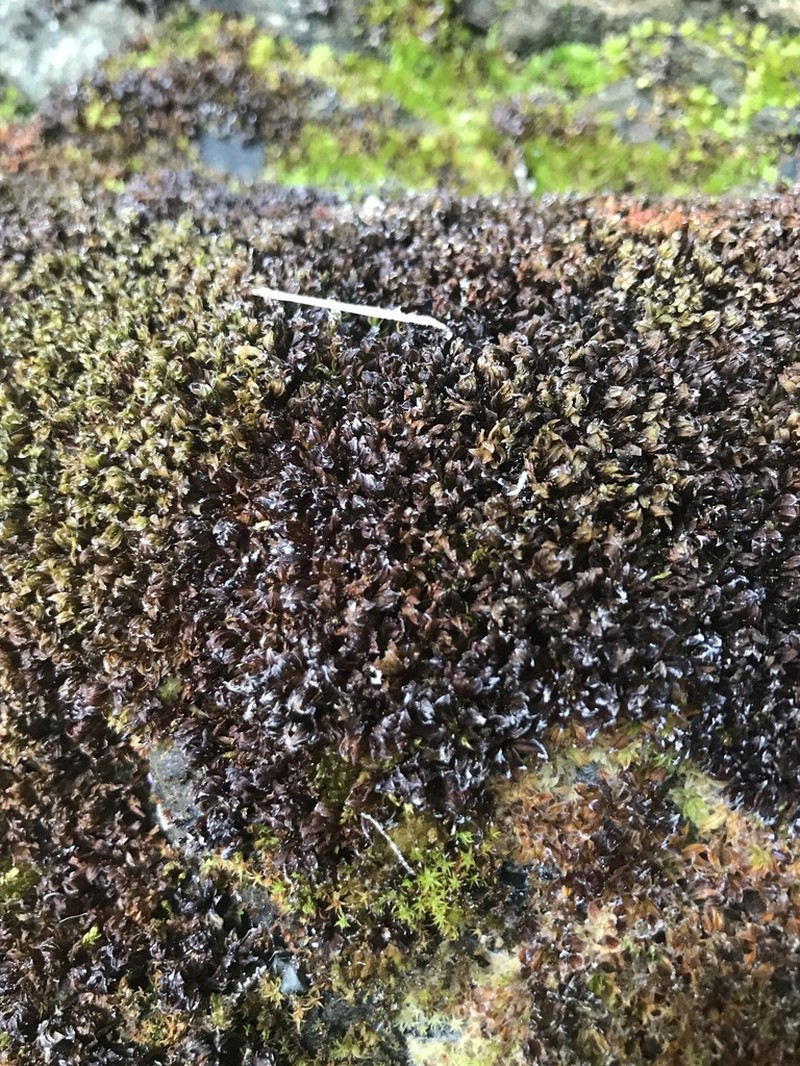 Wideleaf Crumia Moss
