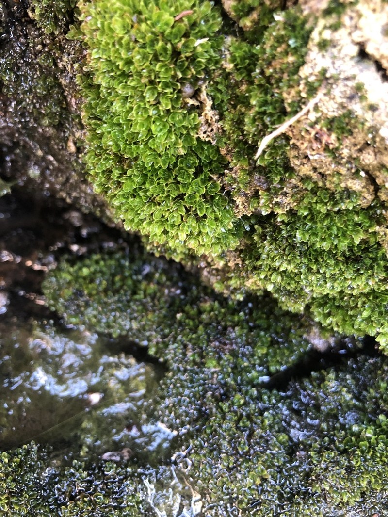 Wideleaf Crumia Moss photo 2